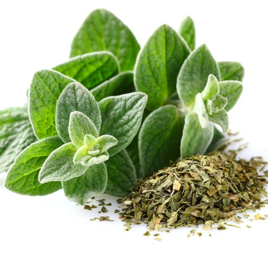 Oregano  2