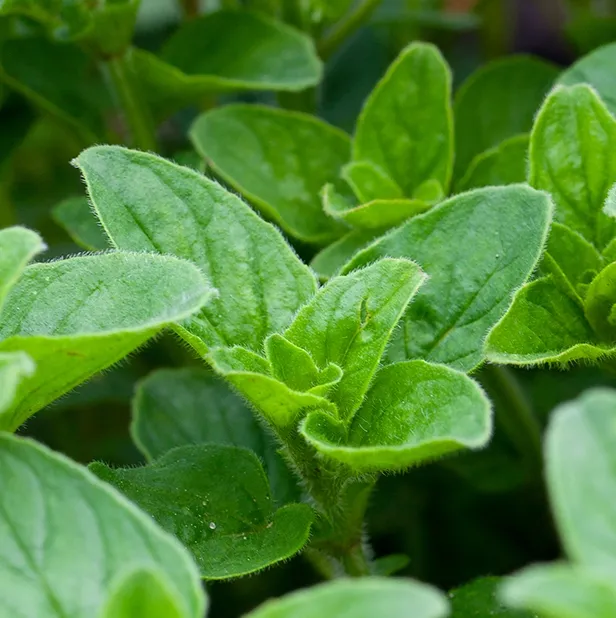 Oregano 5