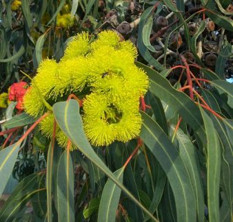 Eucalyptus Organic Essential Oil Lemon 2