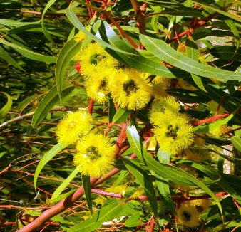 Eucalyptus Organic Essential Oil Lemon 3