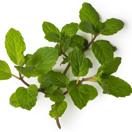 Peppermint Supreme Natural Essential Oil 5