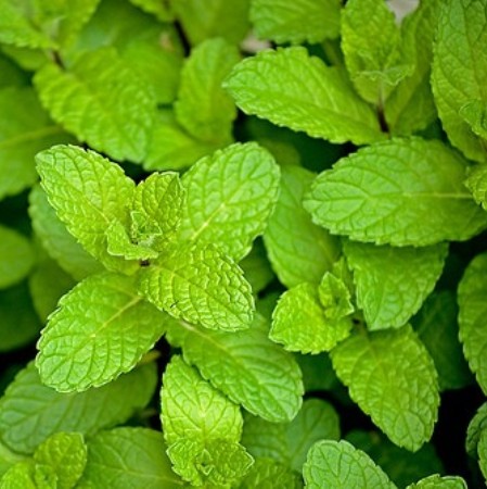 Peppermint Supreme Natural Essential Oil 2