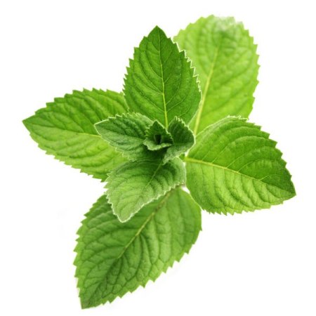 Peppermint Essential Oil Japanese 4