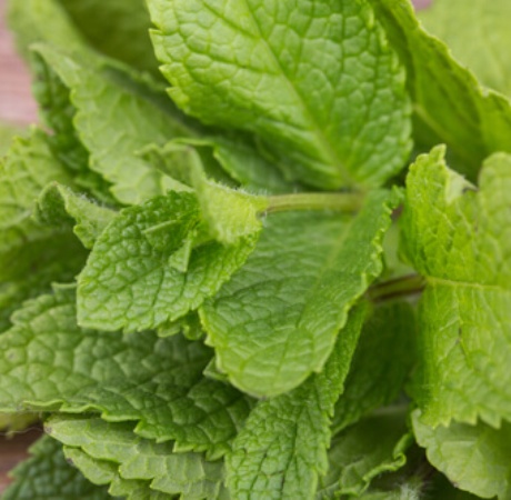 Peppermint Essential Oil Japanese 3