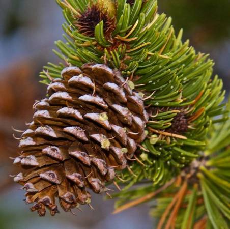 Pine Resinosa Essential Oil  3