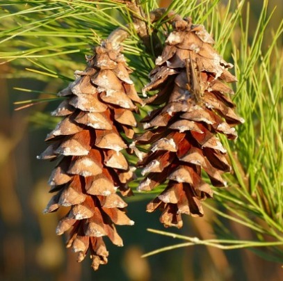 Pine (White) Needle Oil  3