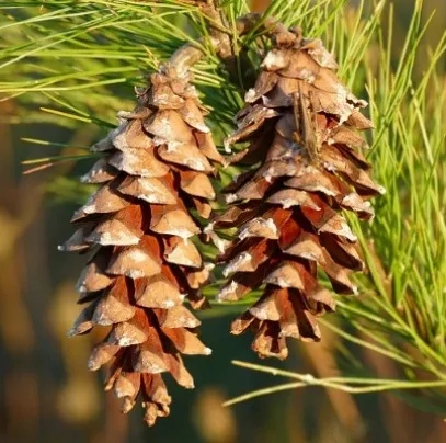 Pine (White) Needle Oil 3