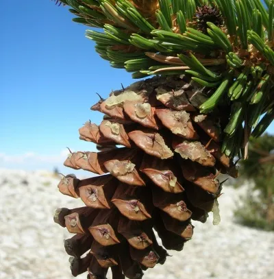 Pine (White) Needle Oil 4