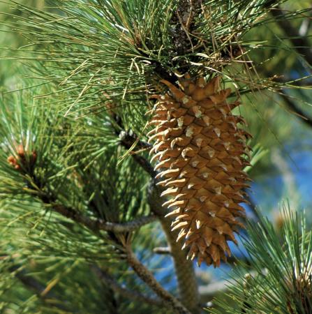 Pine Resinosa Essential Oil  4