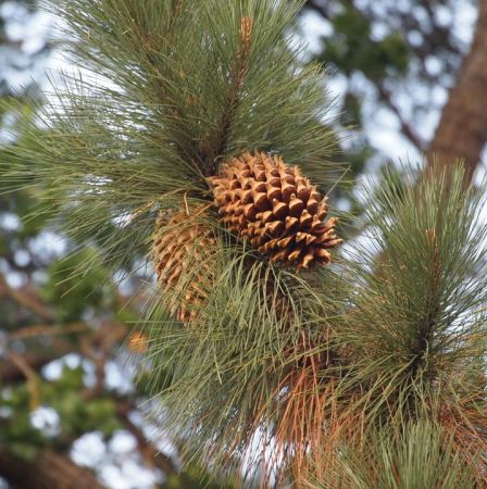 Pine Resinosa Essential Oil  5