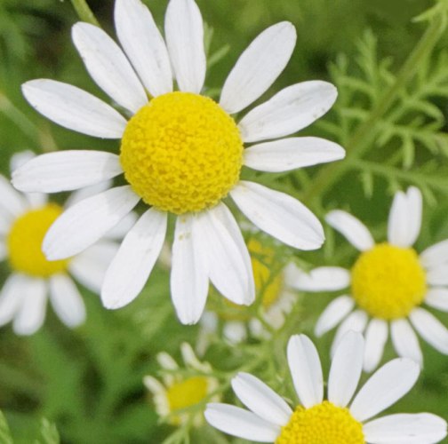 Chamomile German Hungary Essential Oil 2