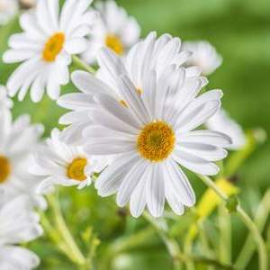 Chamomile Roman Essential Oil 5