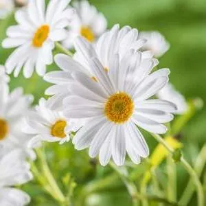 Chamomile Roman Essential Oil 5
