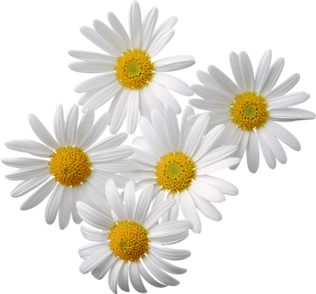 Chamomile Roman Essential Oil 2