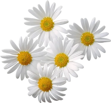 Chamomile Roman Essential Oil 2