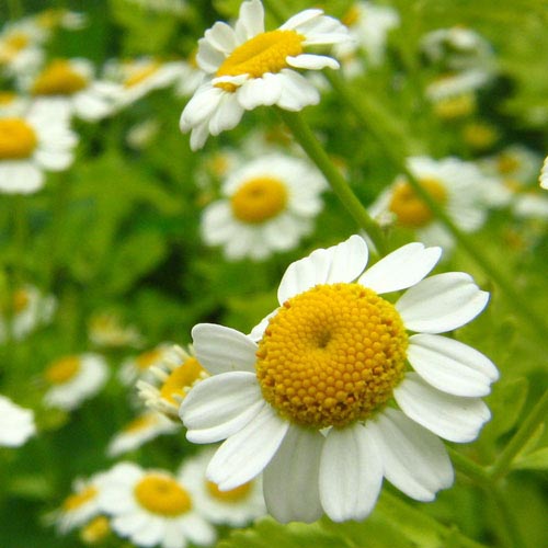 Chamomile Roman Essential Oil 4