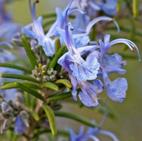 Rosemary Organic Essential Oil 2