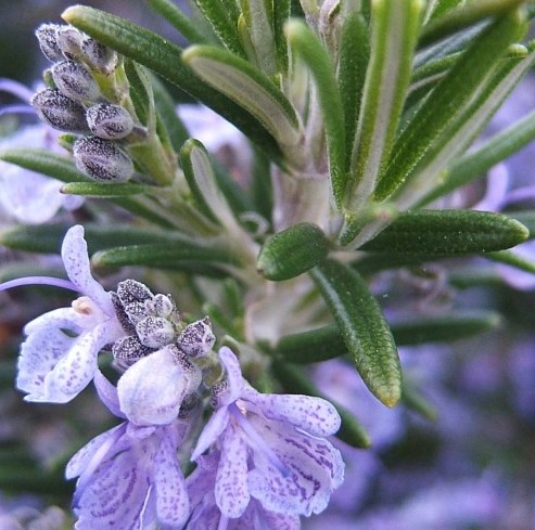 Rosemary Organic Essential Oil 3