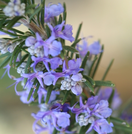 Rosemary Organic Essential Oil 4