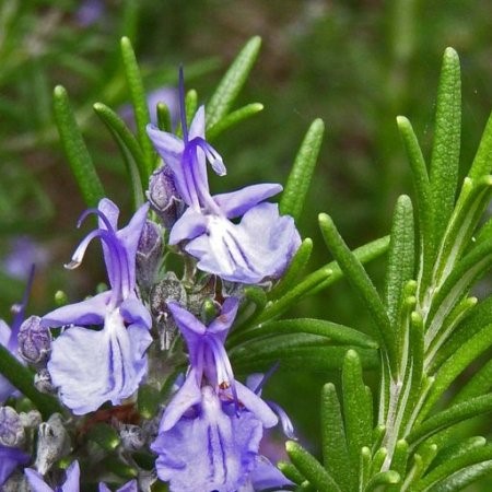 Rosemary Natural Essential Oils Spanish 3