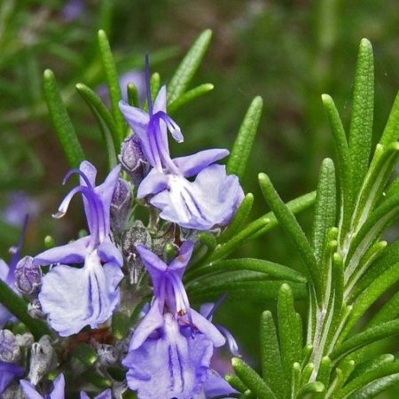 Rosemary Organic Essential Oil 5