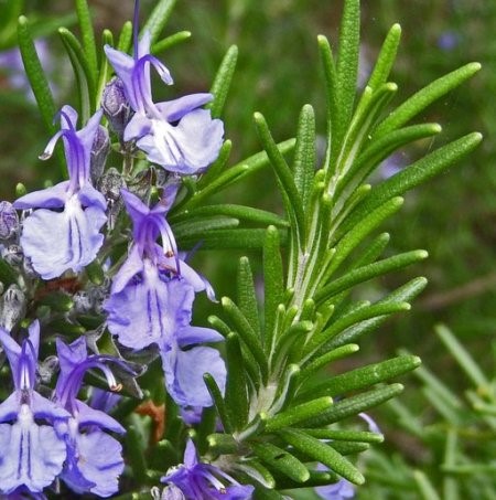 Rosemary Natural Essential Oils Spanish 5