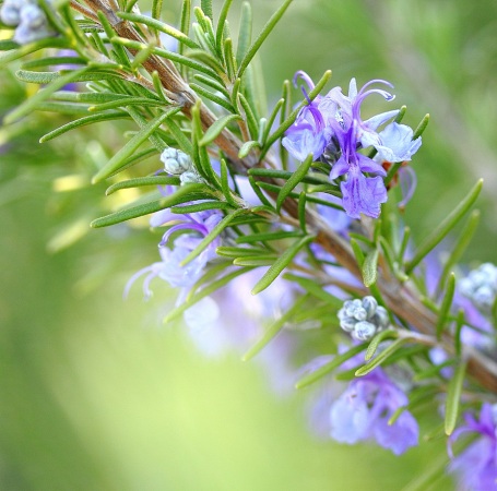 Rosemary Morocco Essential Oil 4