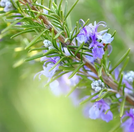 Rosemary Natural Essential Oil Spanish 4