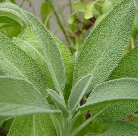 Sage Organic Essential Oil 2