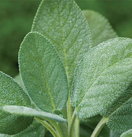 Sage Organic Essential Oil 4