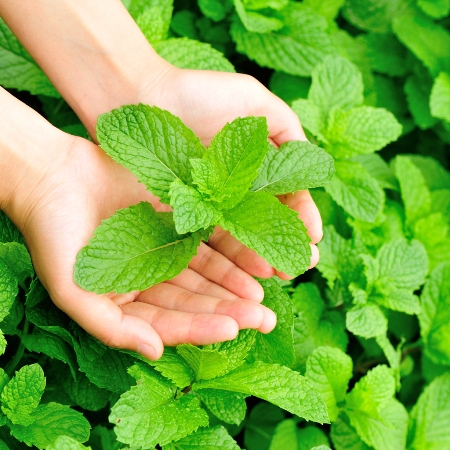 Spearmint India Essential Oil 4