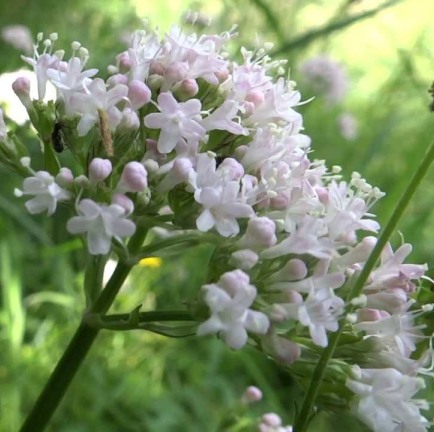 Spikenard Essential Oil 4