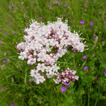 Spikenard Essential Oil 5