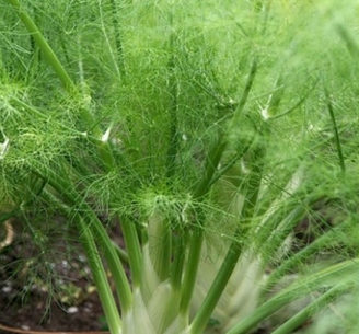 Fennel Sweet Essential Oil 2