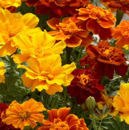 Tagetes Essential Oil Egyptian 4