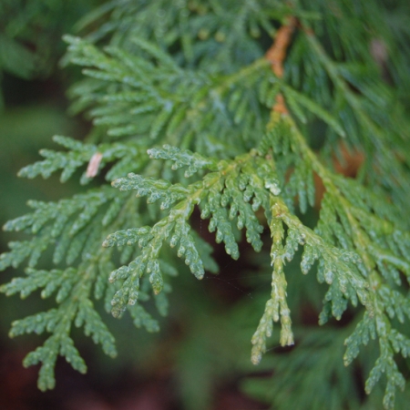 Thuja Essential oil  5