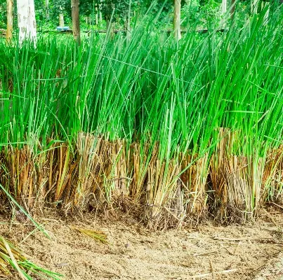 Vetiver Essential Oil 3