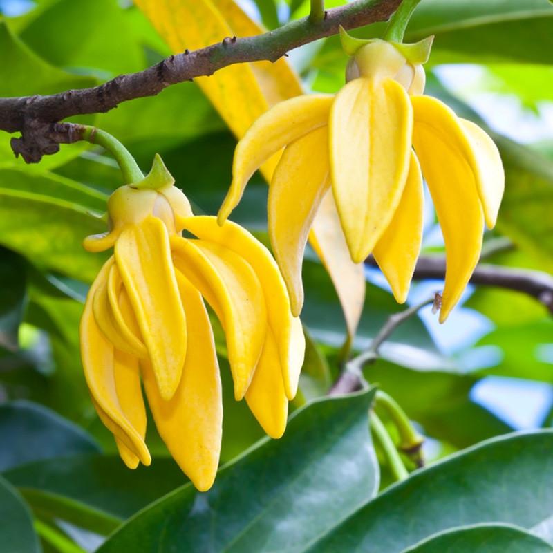 Ylang Ylang oil - 1st Grade - Certified Organic 4