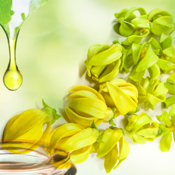 Ylang Ylang oil - 1st Grade - Certified Organic 5