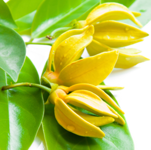 Ylang Ylang oil - 1st Grade - Certified Organic 3