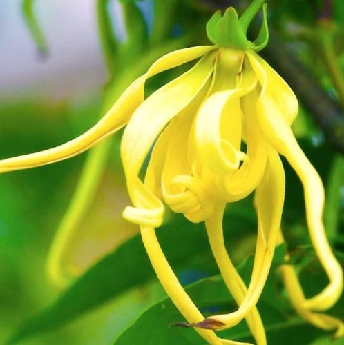 Ylang Ylang Essential Oil one 2