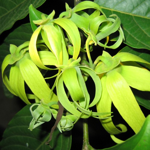 Ylang Ylang Essential Oil one 3