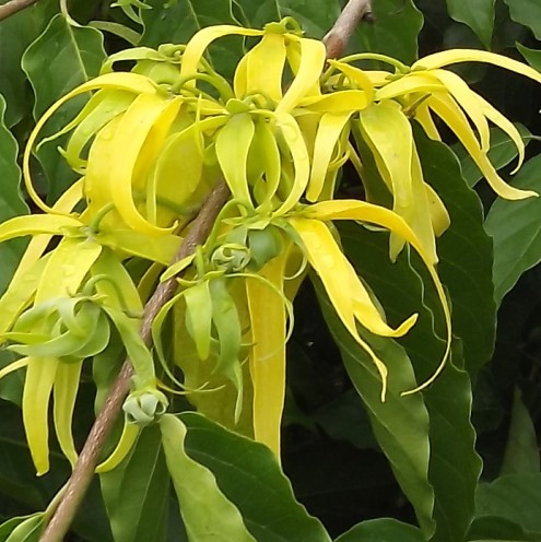 Ylang Ylang Essential Oil one 4