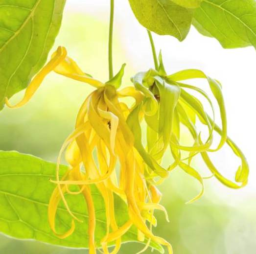 Ylang Ylang Essential Oil one 5