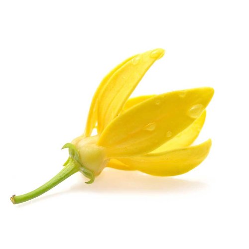 Ylang Ylang Essential Oil three 3