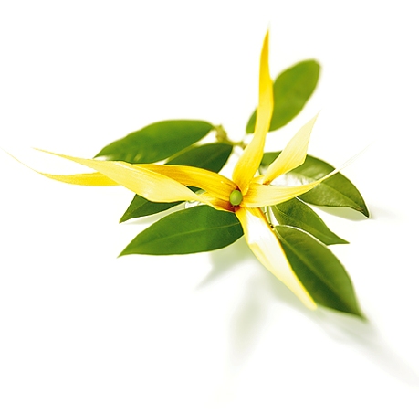 Ylang Ylang Essential Oil three 4