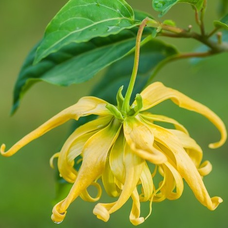 Ylang Ylang Essential Oil three 5