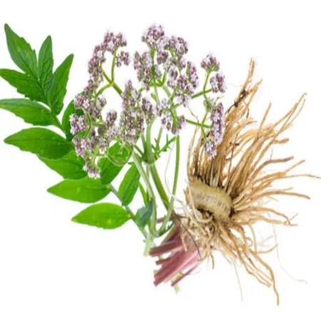 Valerian Root Co2 Extract Oil 1