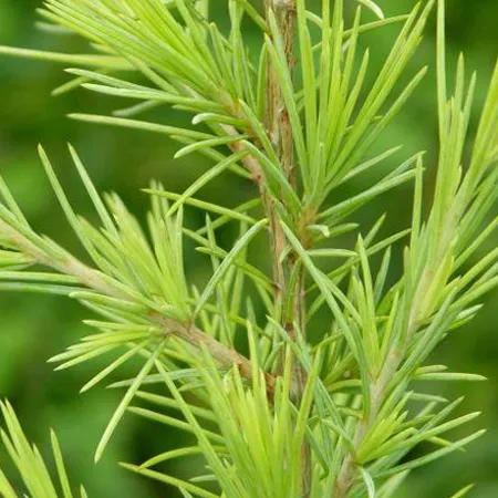 Cedarwood Himalayan Pure & Natural Floral Waters 1