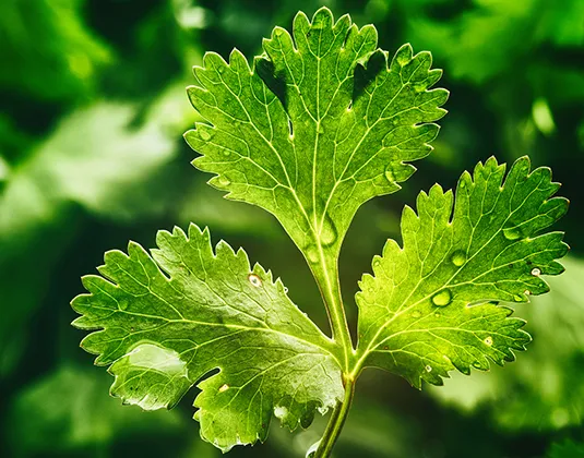 Coriander CO2 Extracts Oil 1
